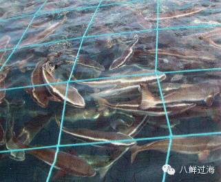 先進水產養殖中的智能化投喂與高效漁網清洗系統